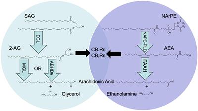 UPLC-MS/MS Method for Analysis of Endocannabinoid and Related Lipid Metabolism in Mouse Mucosal Tissue